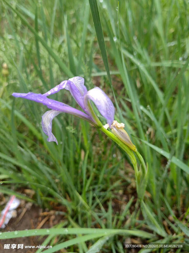 紫色鸢尾花绽放于草地