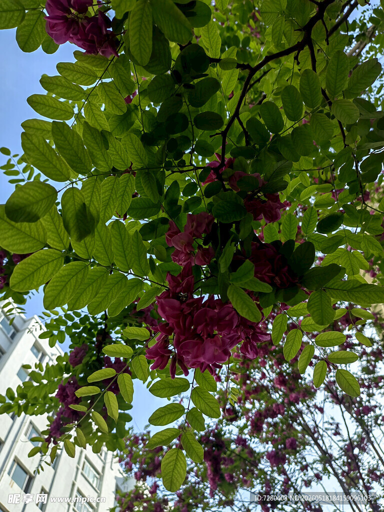 绿叶间绽放的紫红花