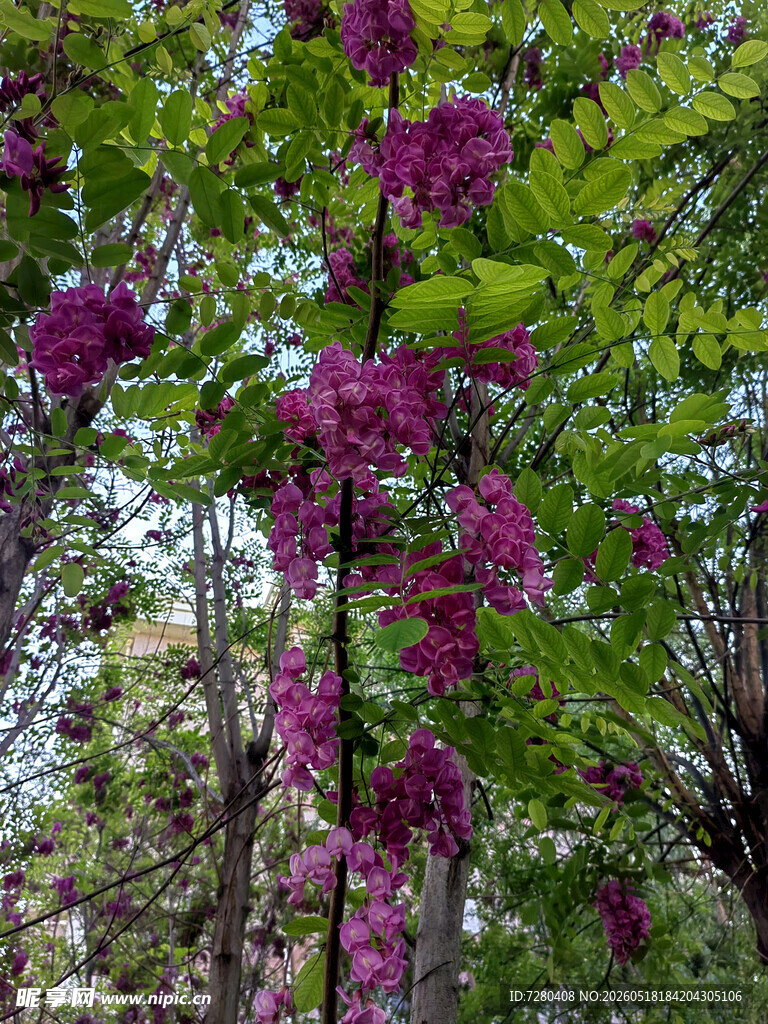 繁花满树的美丽紫花树