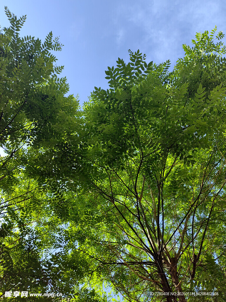 夏日绿树蓝天清新景象