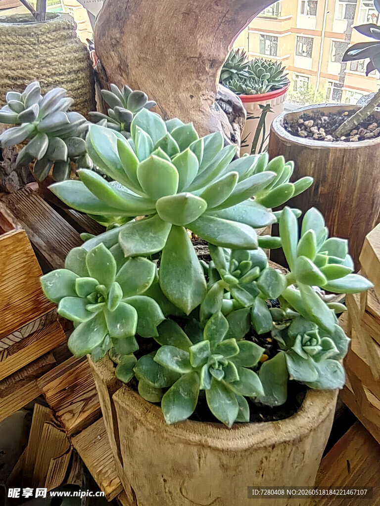 多肉植物盆栽