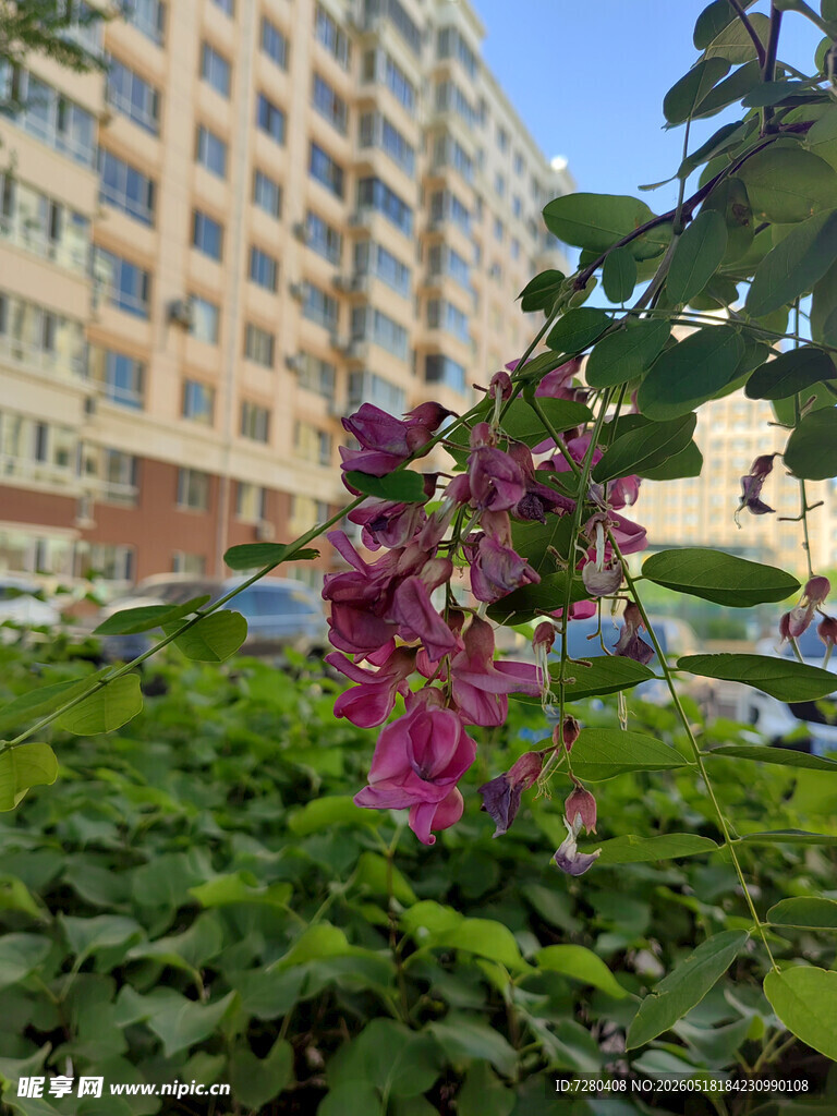 城市中绽放的艳丽紫花