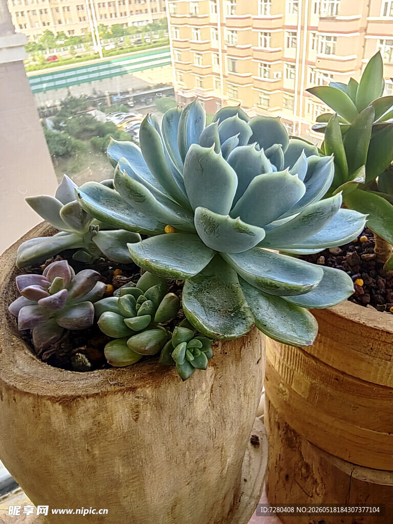 可爱多肉植物盆栽