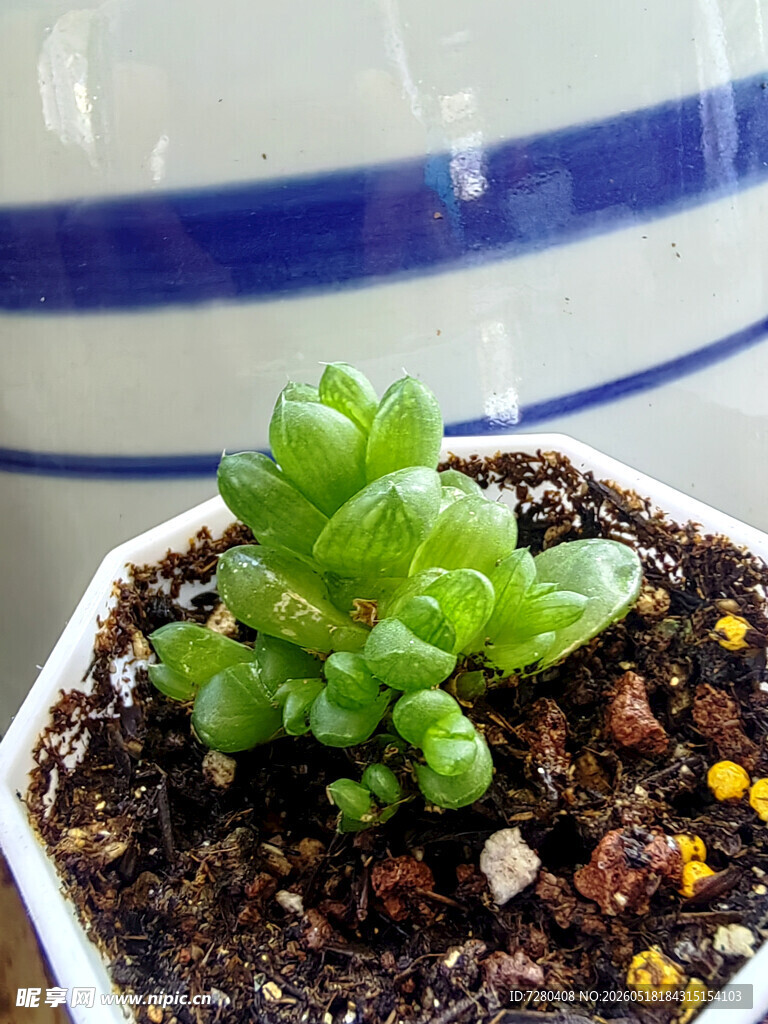 小巧多肉植物盆栽