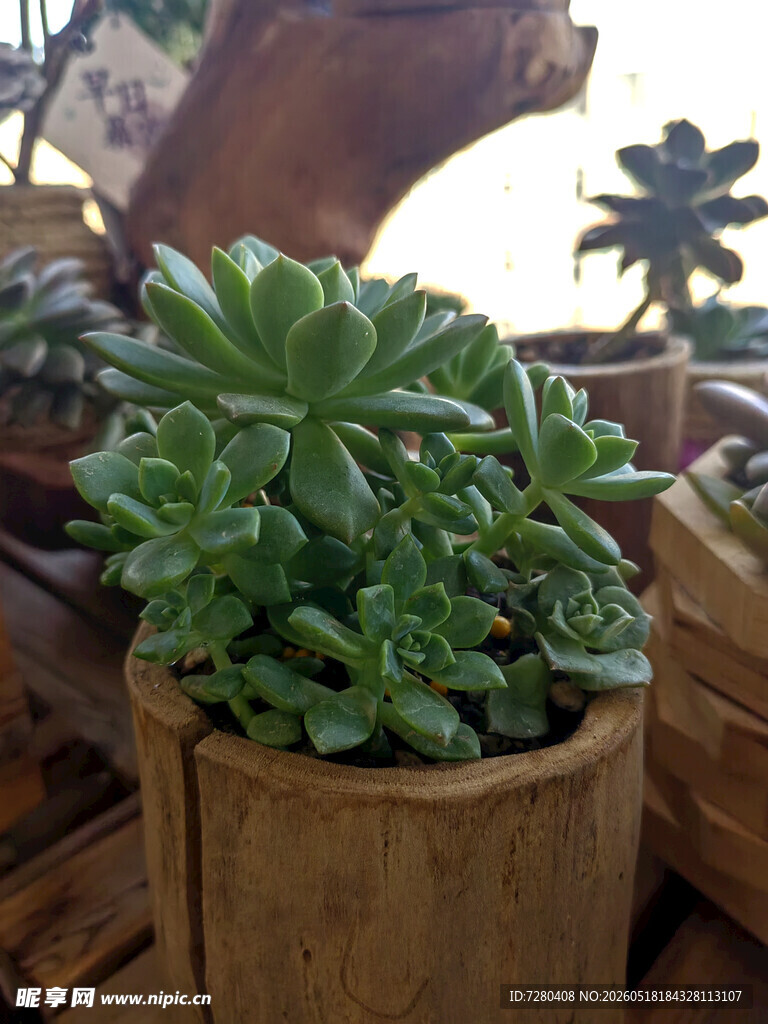 木质花盆中的翠绿多肉