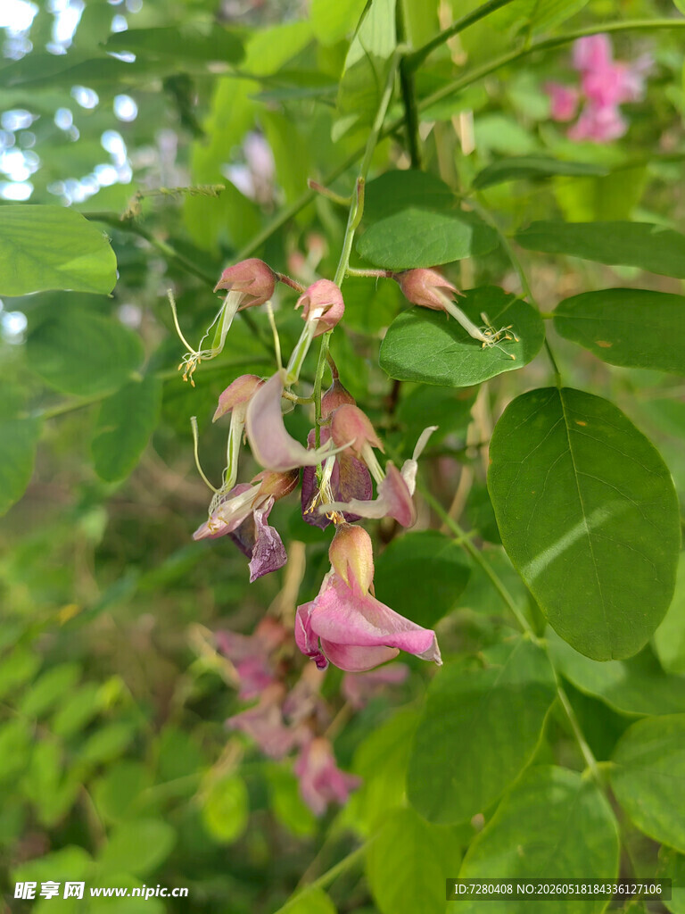 粉色野蔷薇绽放绿叶间