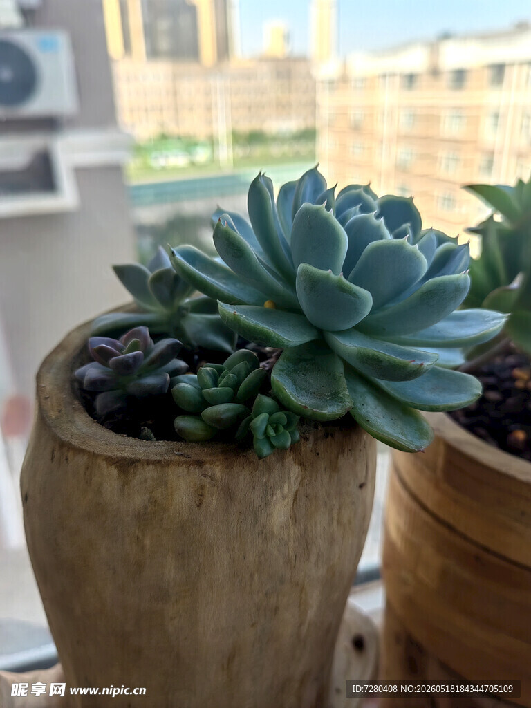 木盆中的可爱多肉植物