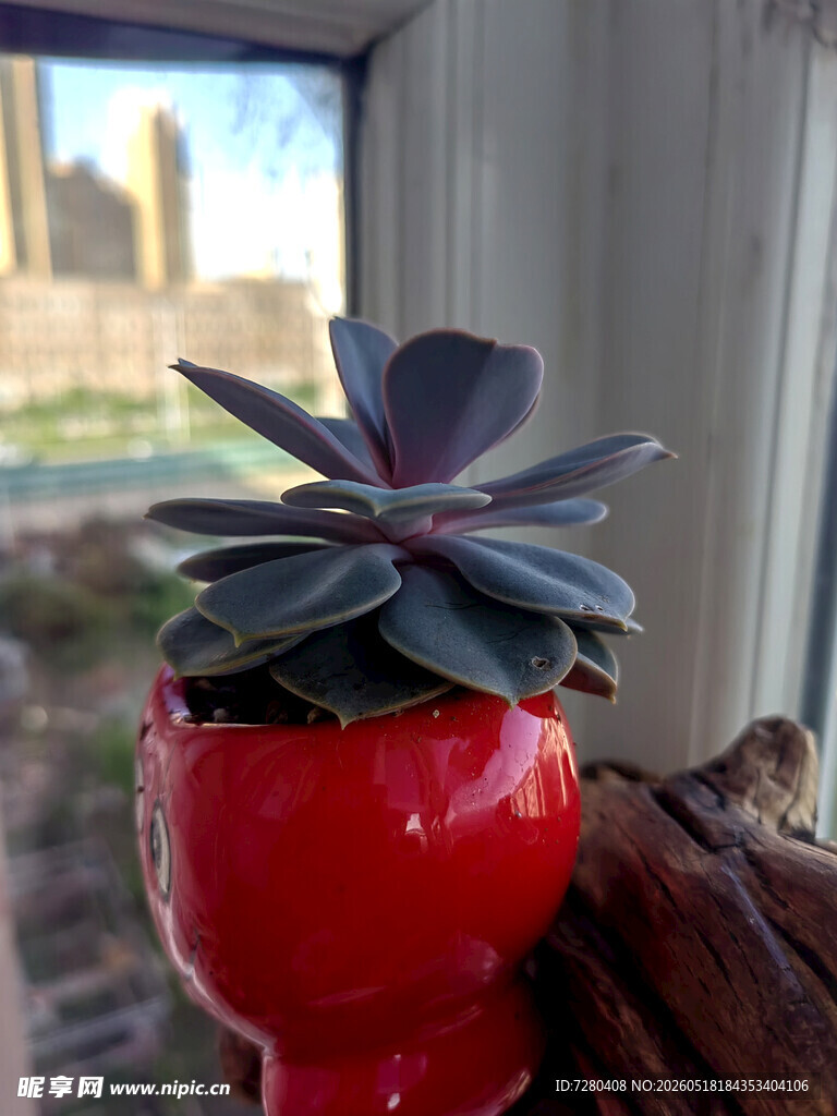 红盆中的别致多肉植物