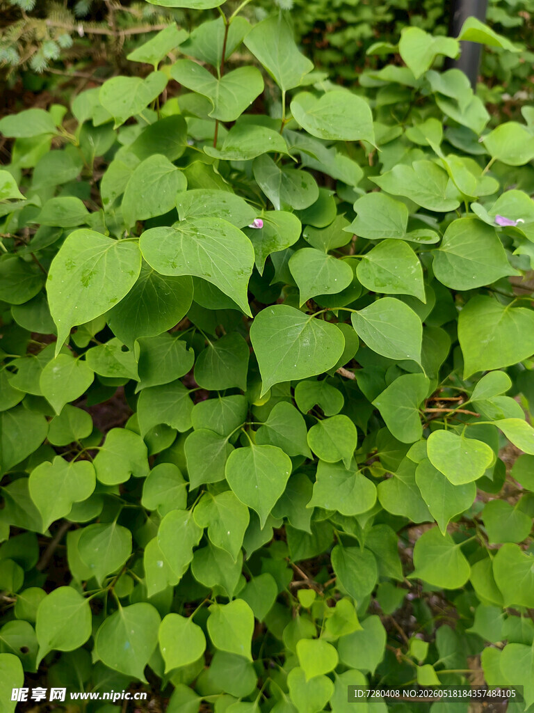 翠绿心形叶片植物景观