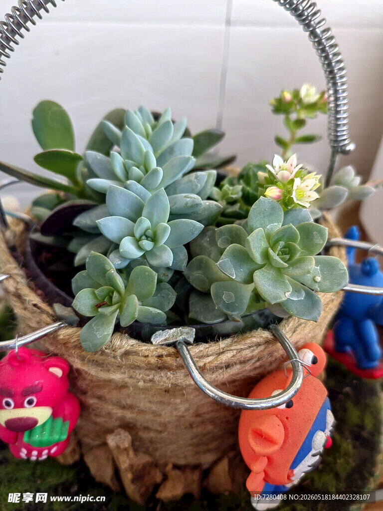 编织篮中的可爱多肉植物