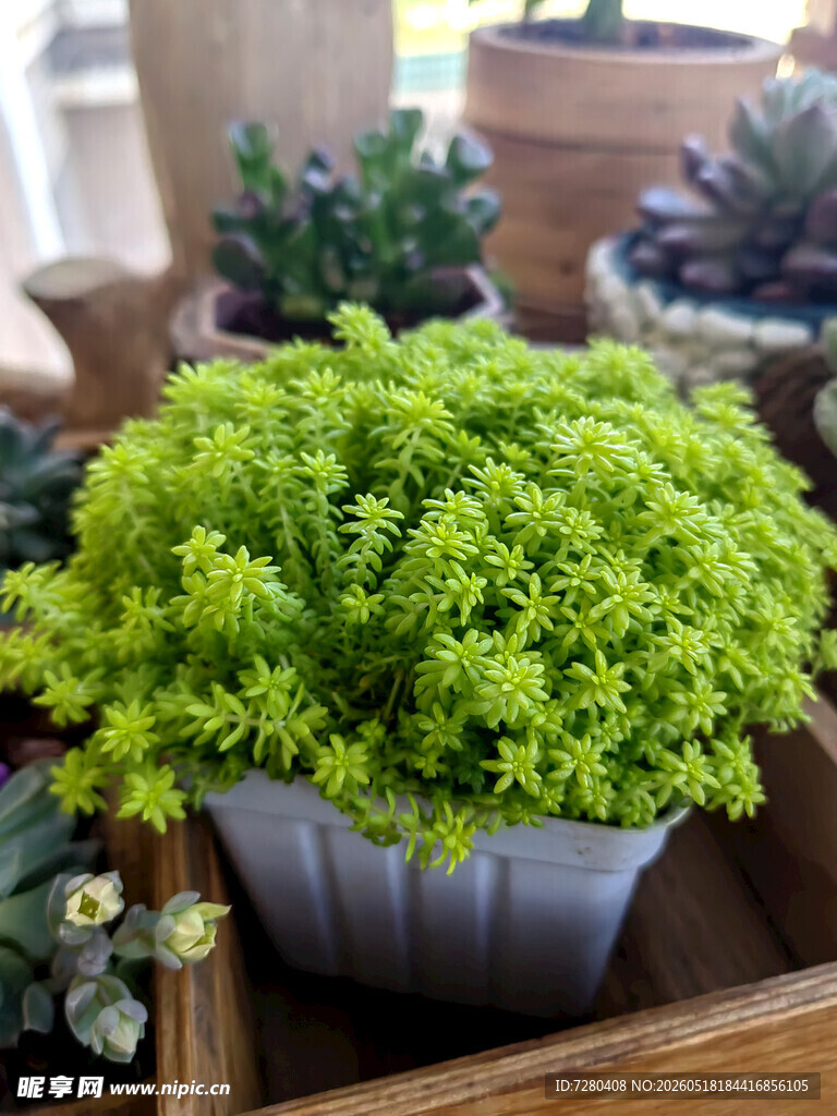 翠绿盆栽植物清新小景