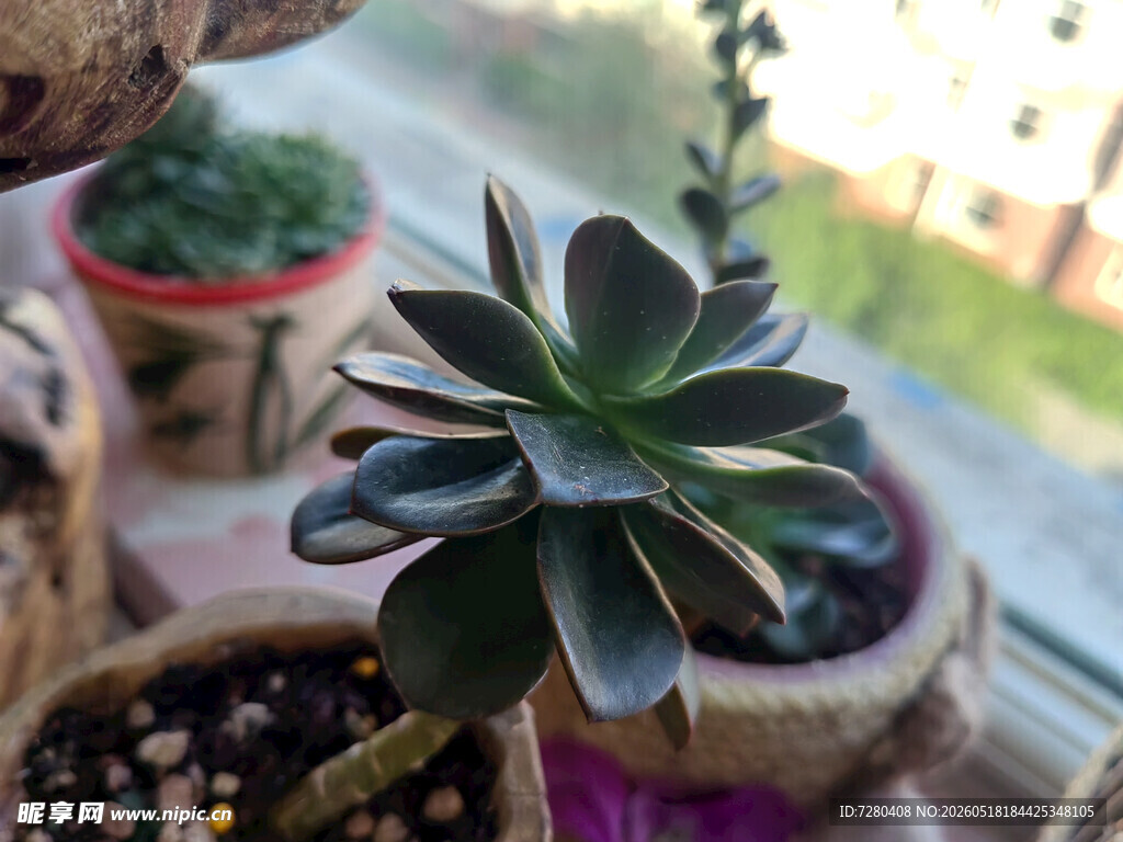 窗边的美丽多肉植物