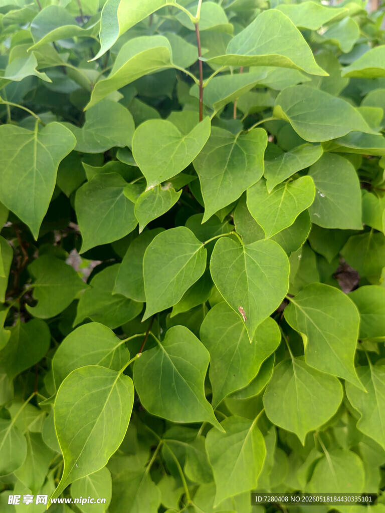 翠绿叶片植物特写