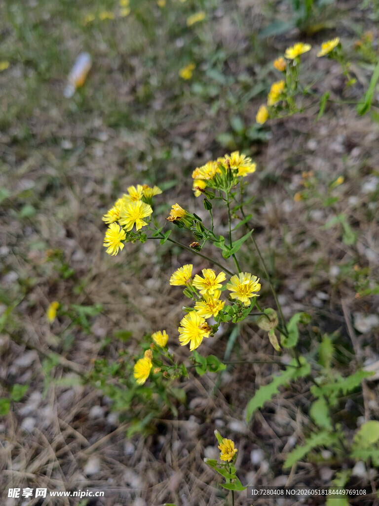 草地中的黄色小花绽放