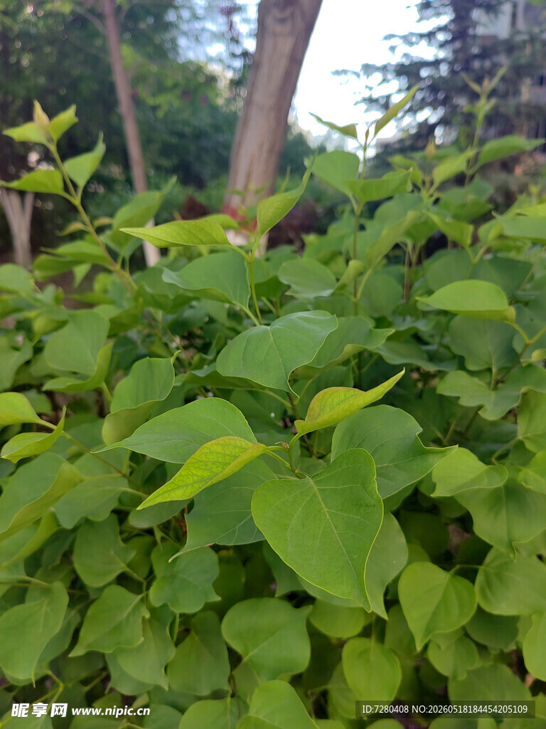 绿意盎然的繁茂植物景观
