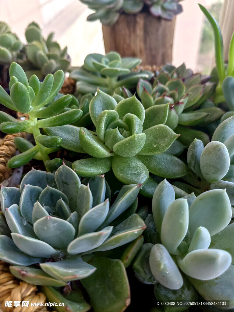 可爱多肉植物群像
