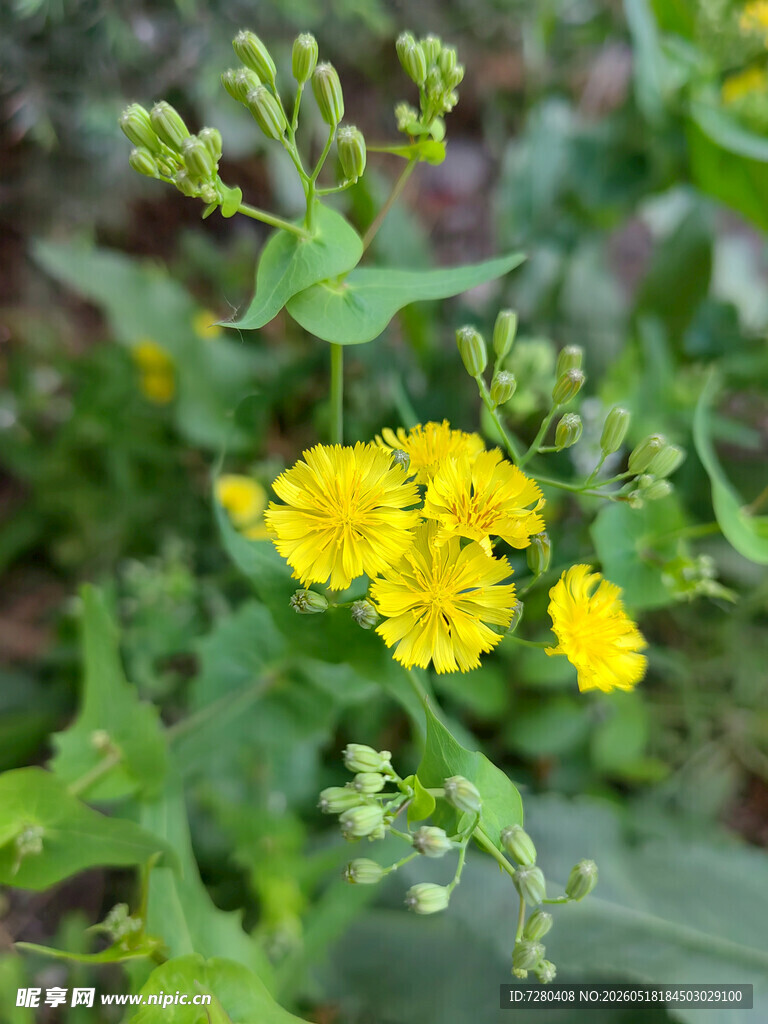 黄色小花绽放绿叶间