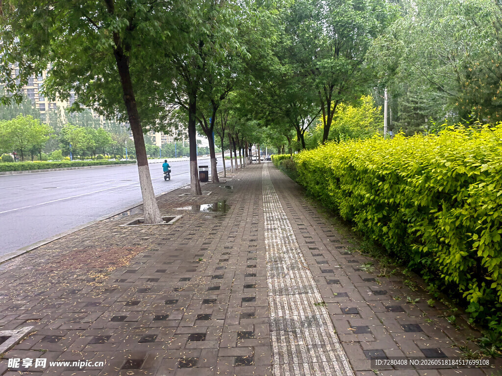 城市林荫步道景观