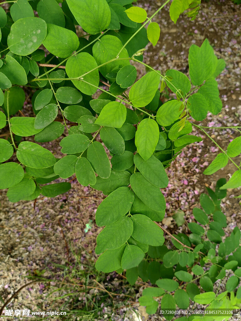 绿叶植物特写