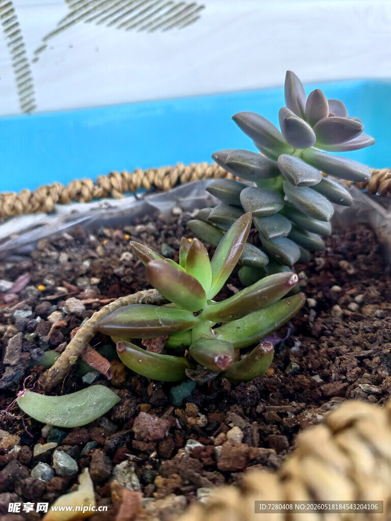 篮中多肉植物清新小景