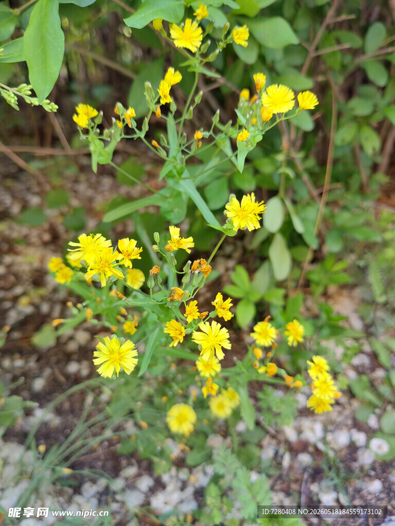 黄色小花绽放于草丛中