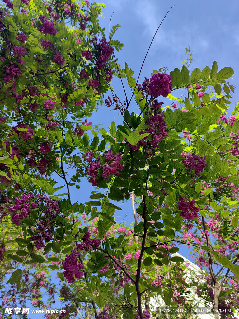紫花满树映蓝天