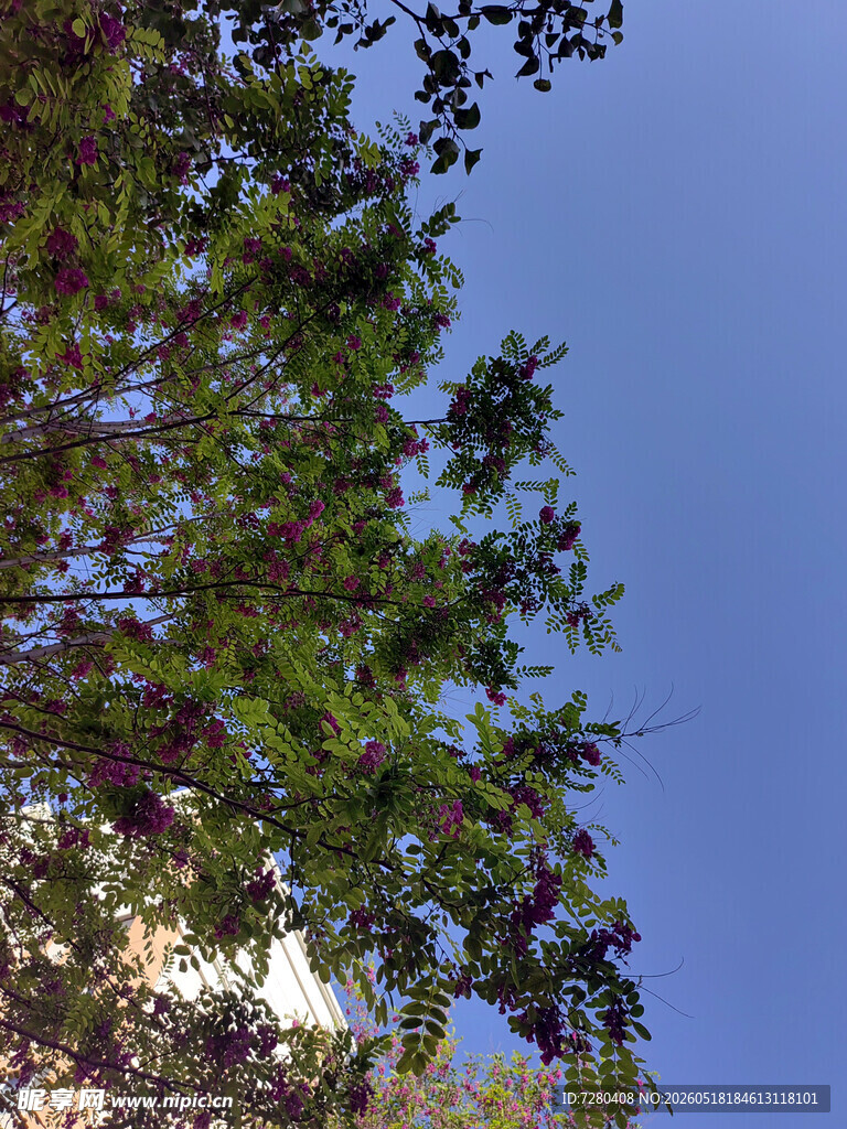 仰视葱郁树木与蓝天
