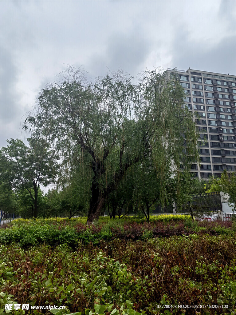 城市中葱郁树木与高楼景观