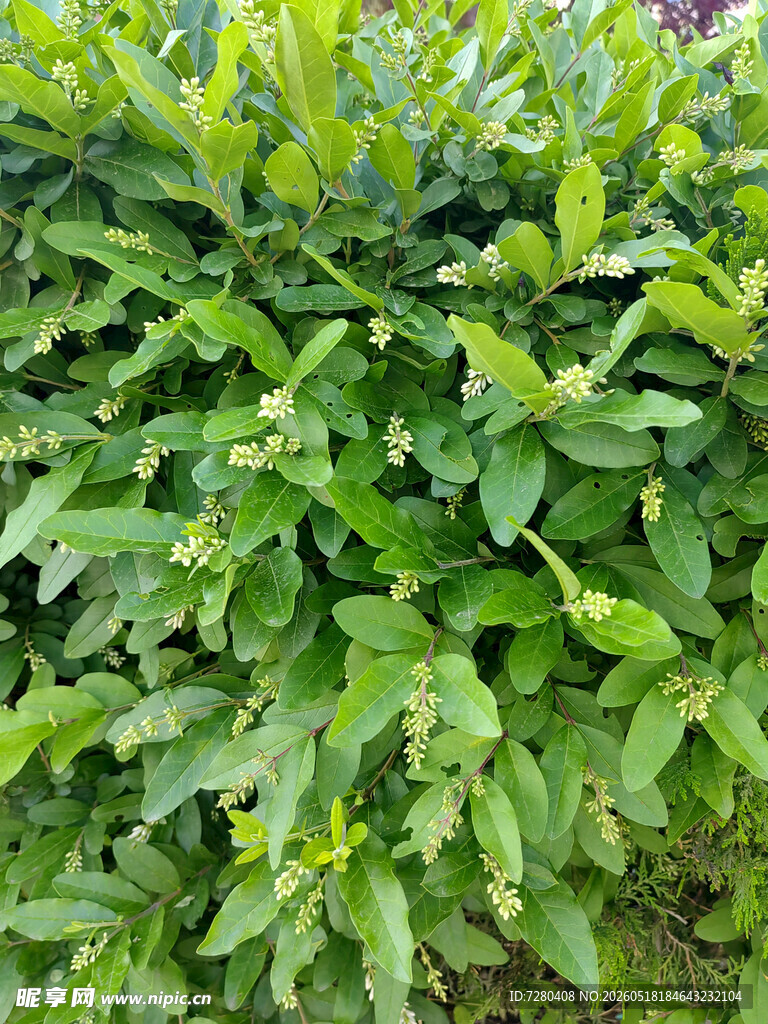 翠绿繁茂的植物叶片