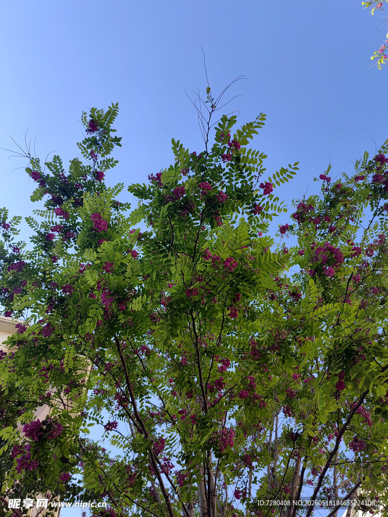 枝头硕果累累的繁茂树木