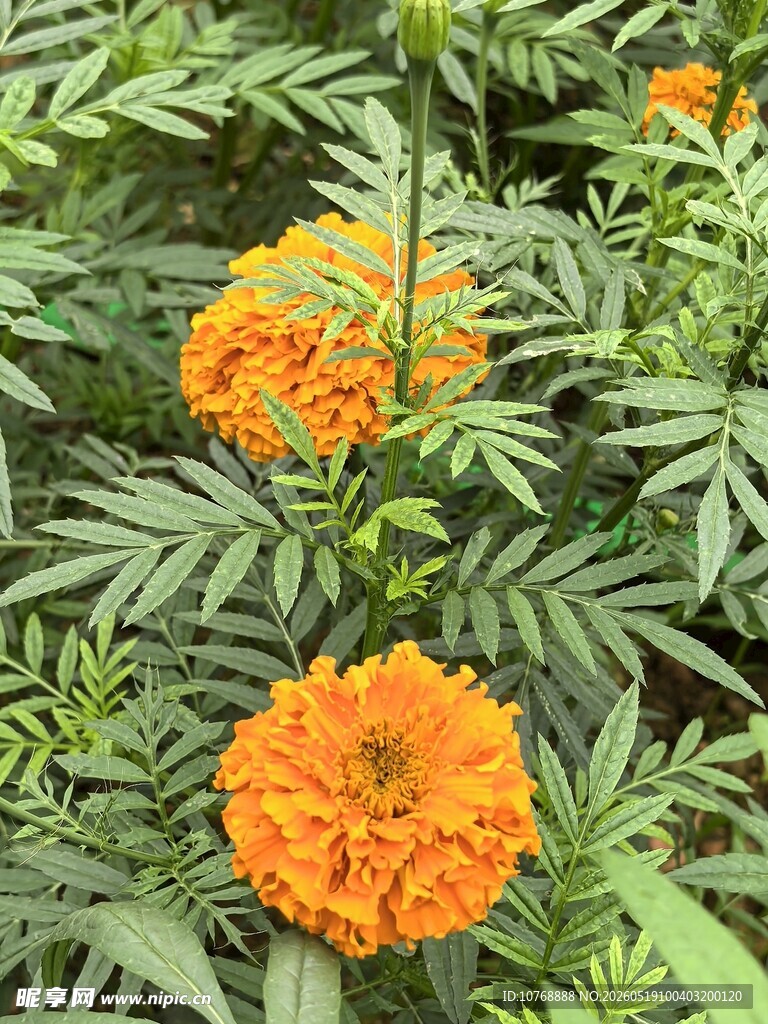 万寿菊 