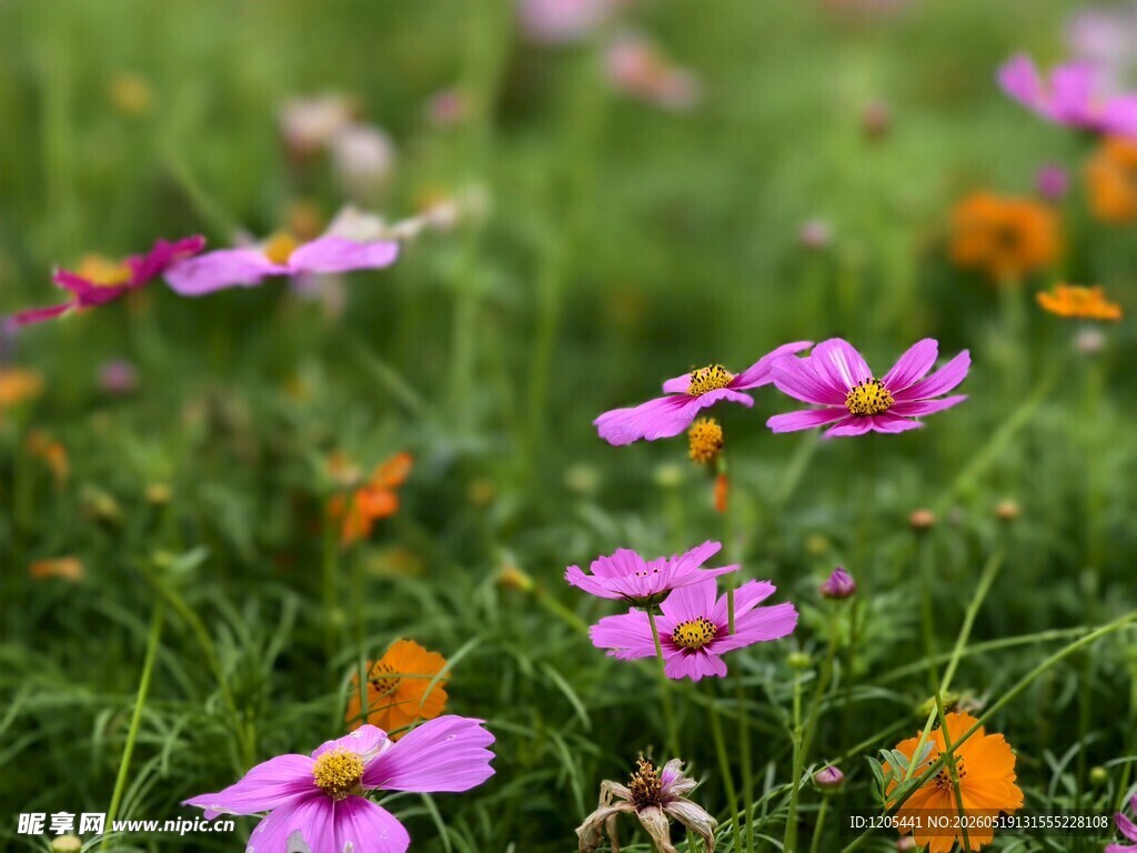 草地上的多彩波斯菊格桑花