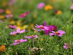 顺峰山公园波斯菊格桑花花海
