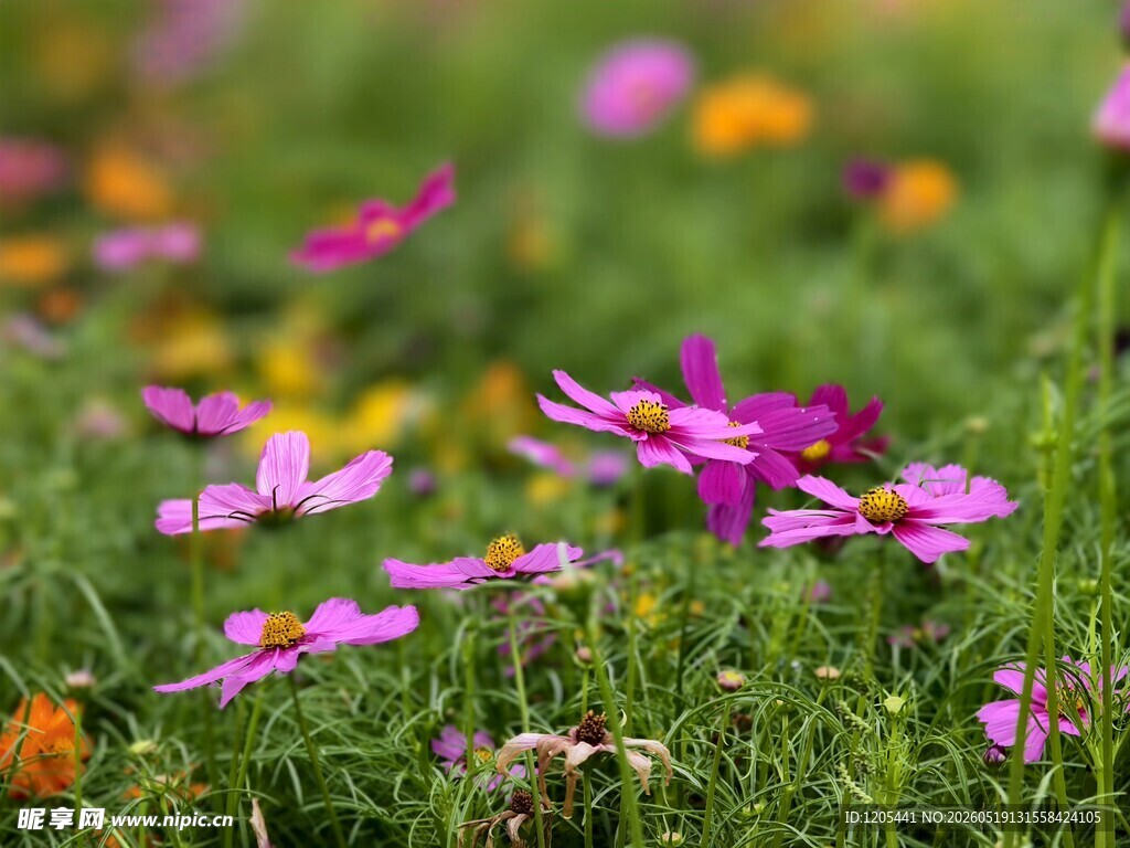 顺峰山公园波斯菊格桑花花海