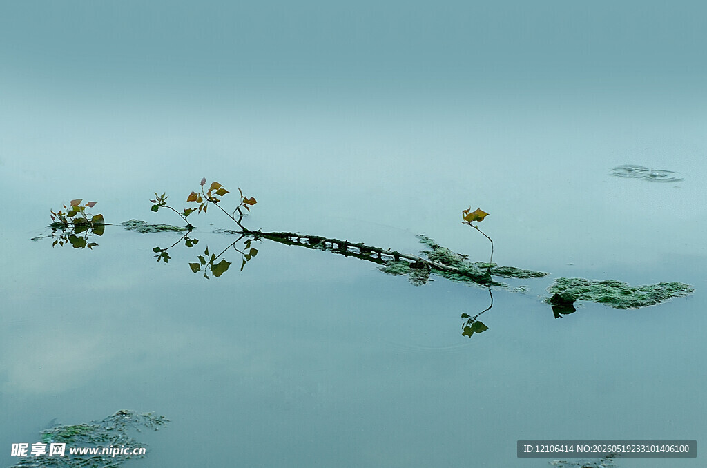 水中植物倒影静谧之景