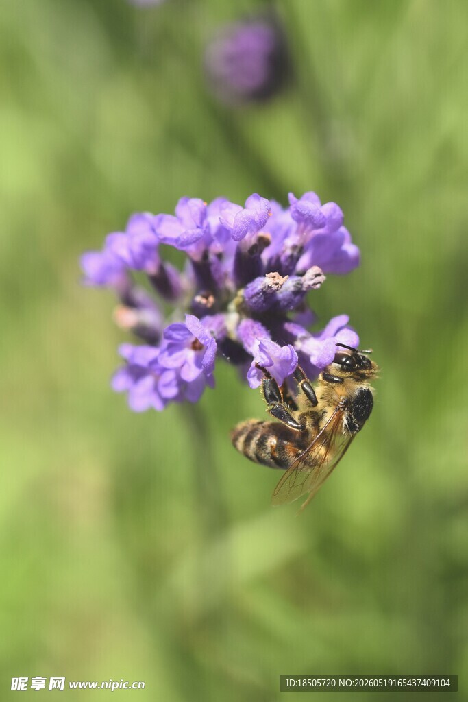 蜜蜂采蜜于紫色小花间