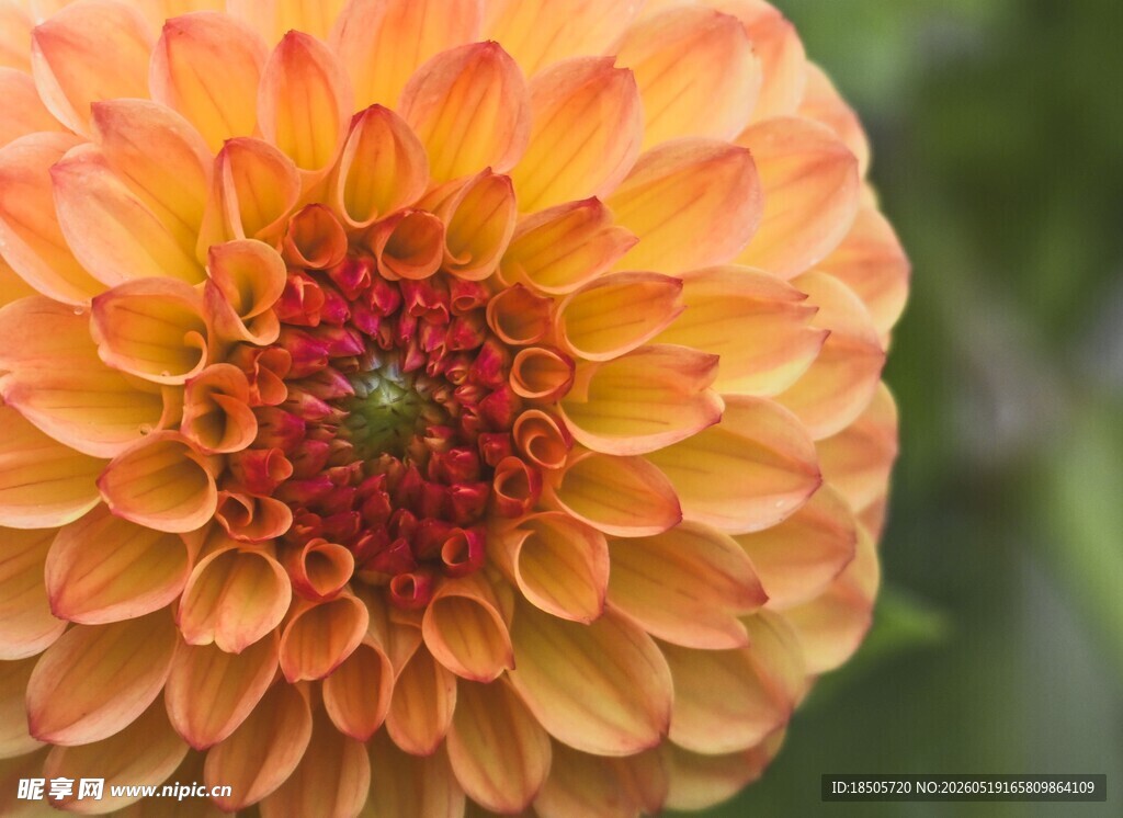 橙色大丽花特写