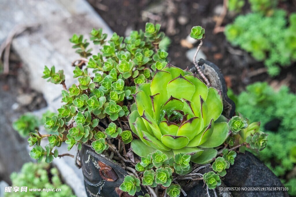 翠绿多肉植物生机盎然