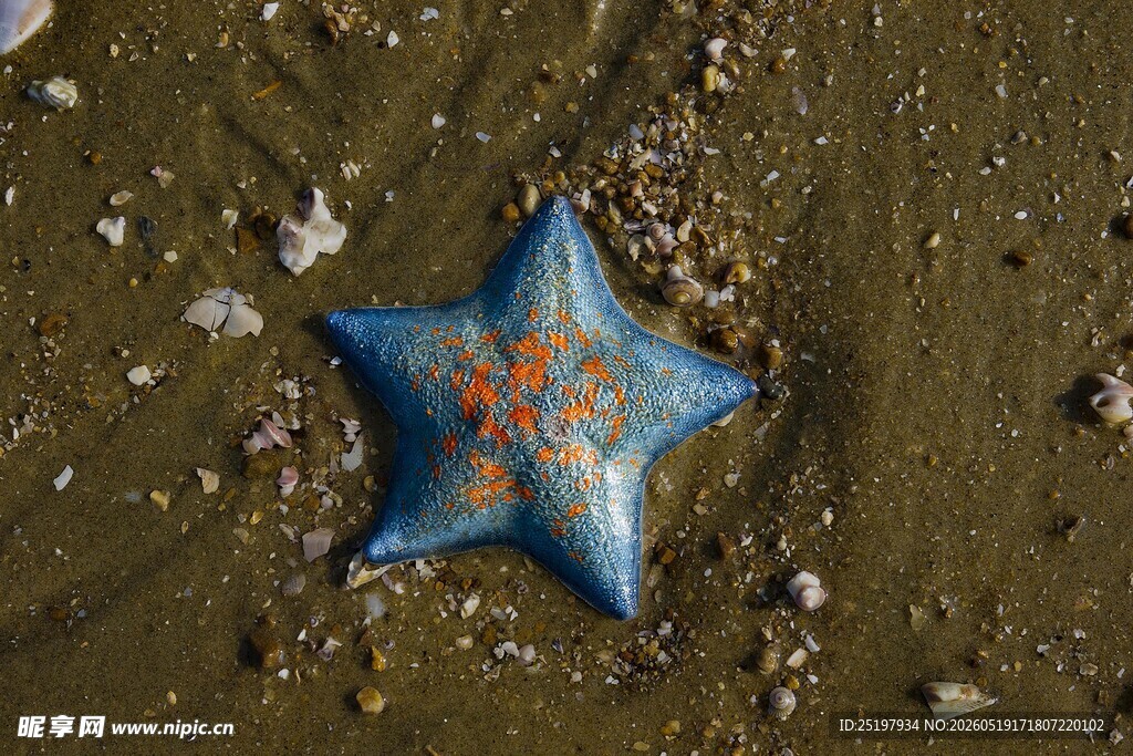 沙滩上的蓝色海星