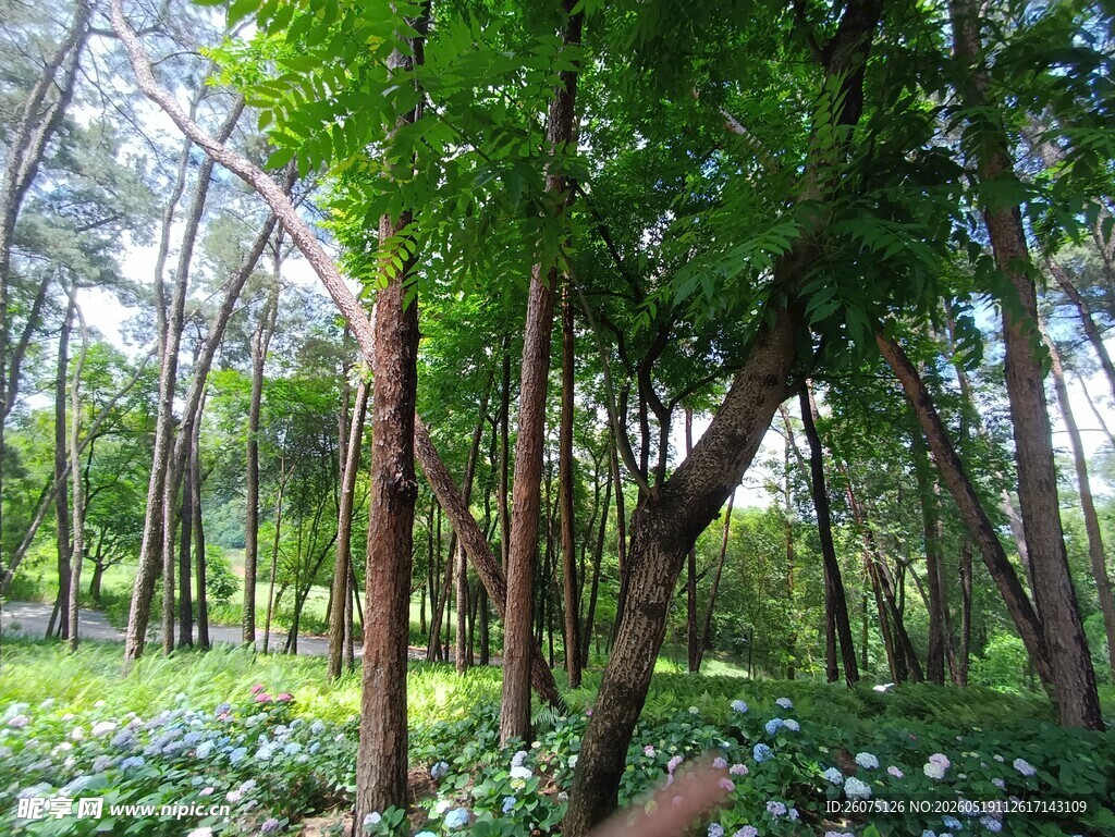 夏日葱郁树林景观