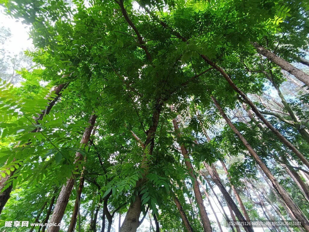 仰视葱郁树林