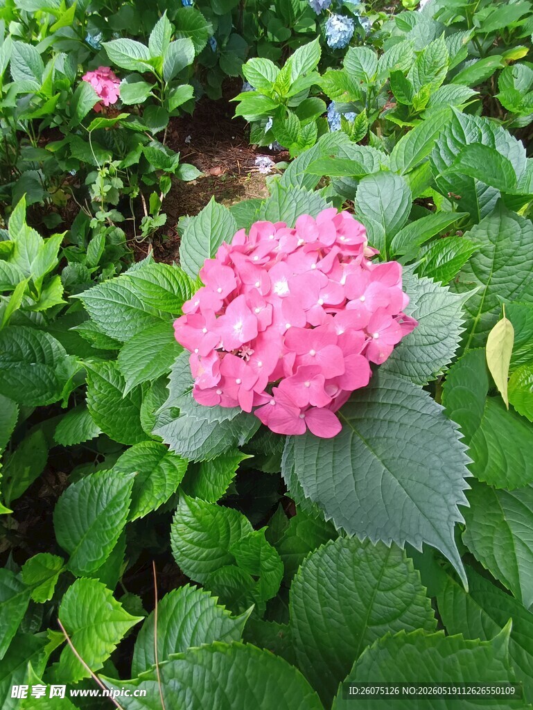 娇艳粉色绣球花绽放