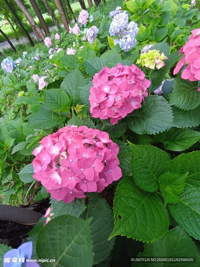 娇艳绣球花绽放绿意间