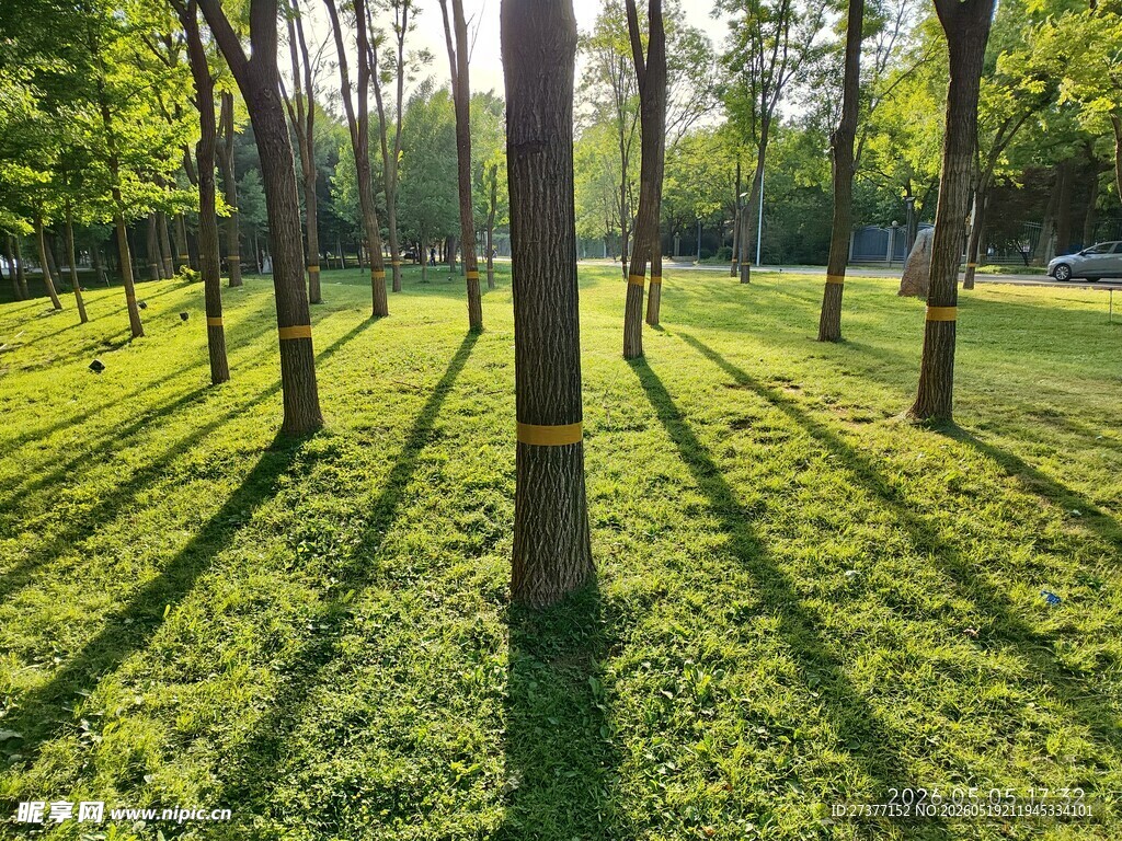 阳光洒落林间草地美景