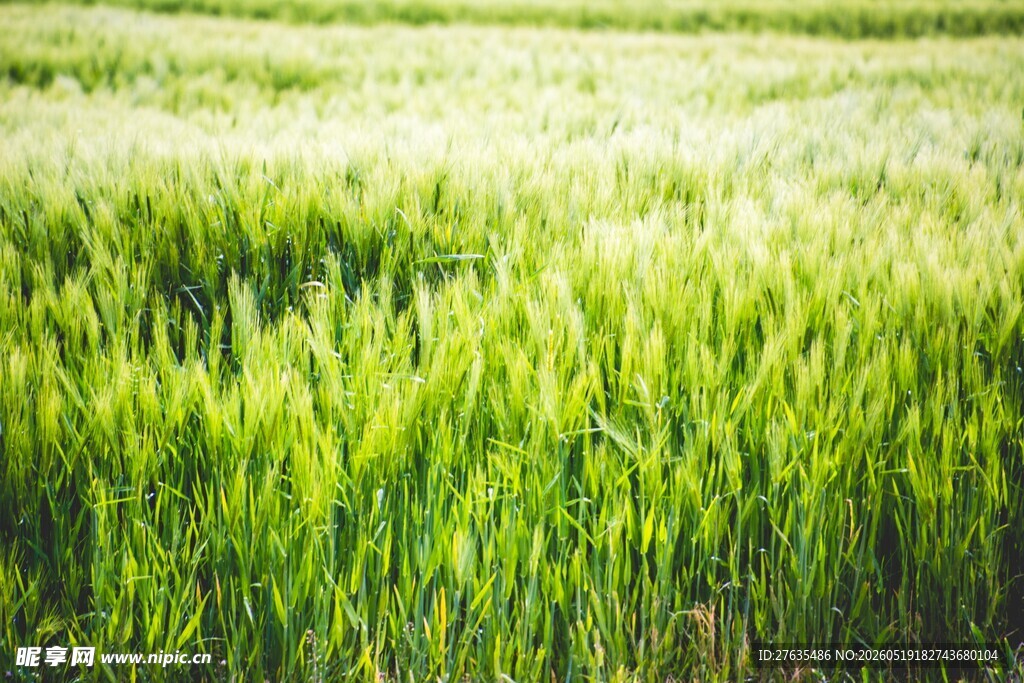翠绿麦田生机盎然