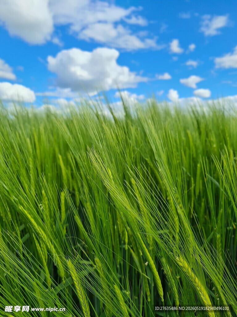 蓝天绿野中的蓬勃麦苗