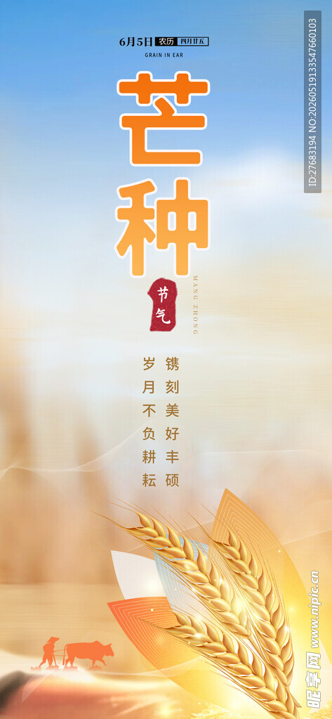 芒种时节麦穗金黄