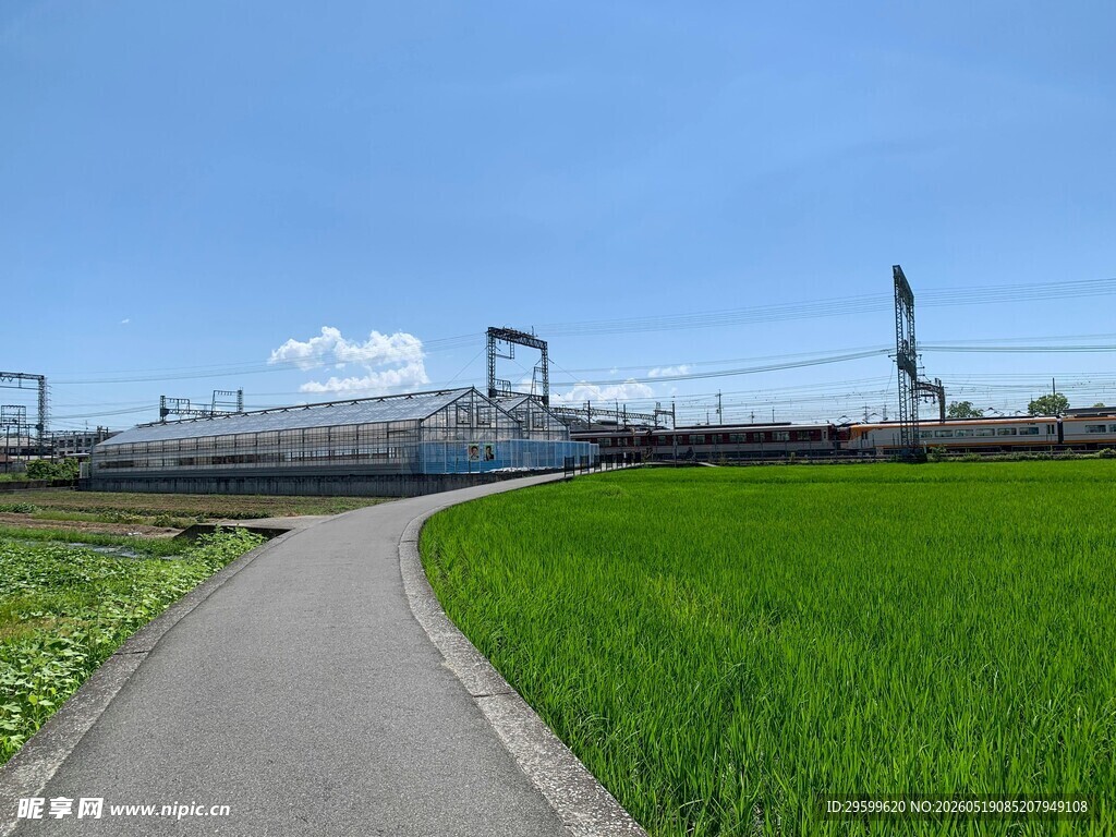 田园小径旁的葱郁稻田