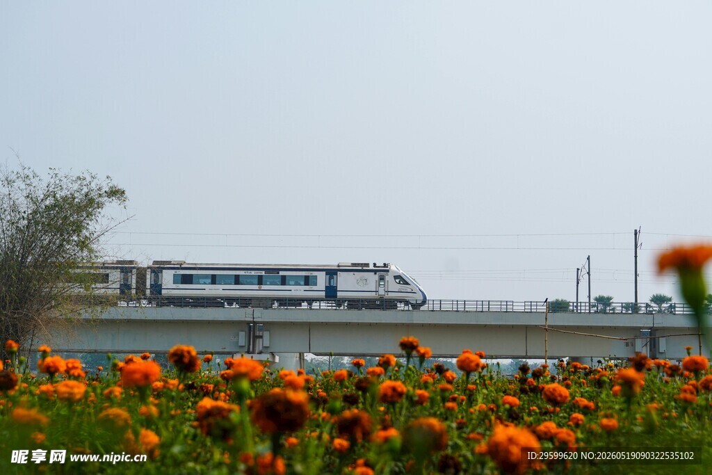 花海旁飞驰的现代列车