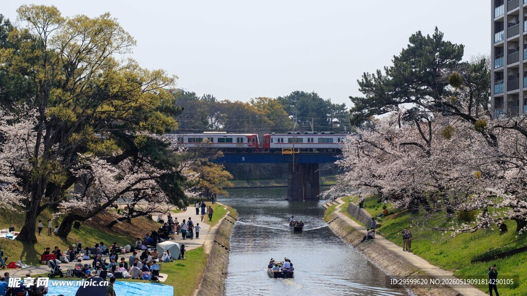 春日河畔樱花盛开美景